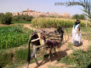 Berber woman working the field