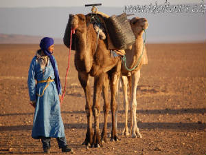 Camels leader