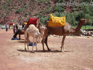 A camel family