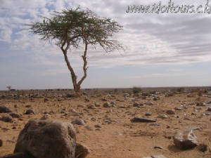 Desert tree in nowhere
