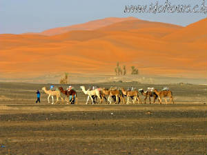 Large group of camels 