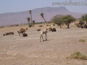 Wild camels
